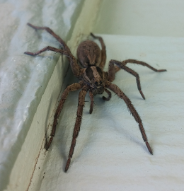 Spider Control Lewiston, Idaho